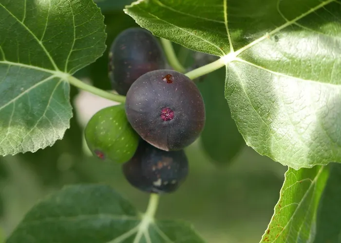 Chaumarty Ecogites 펜션 Gaillac-Toulza