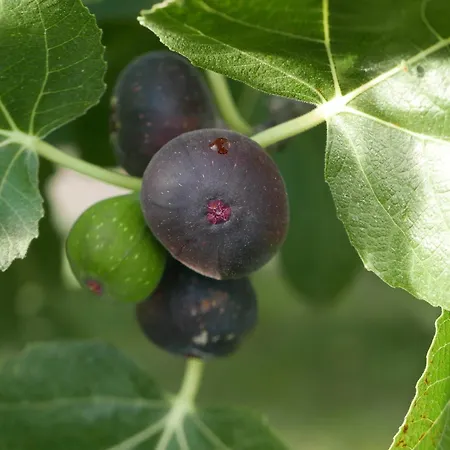 Chaumarty Ecogites 別荘 Gaillac-Toulza